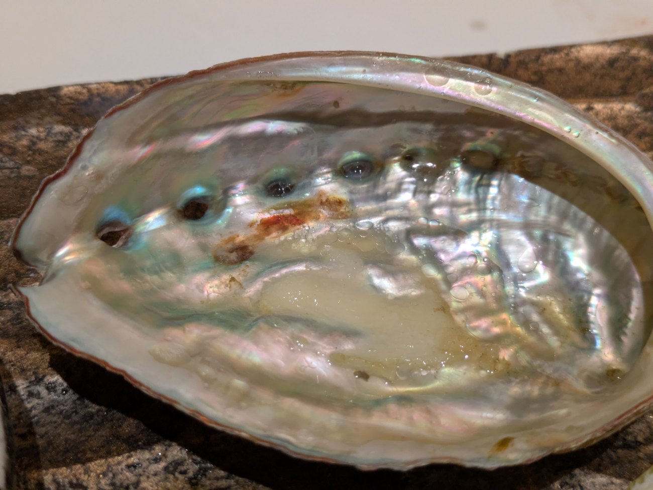 The iridescent mother-of-pearl interior of an abalone shell.